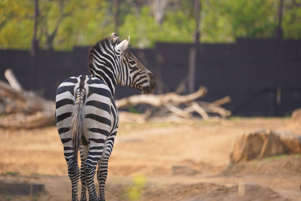 シマウマ　動物の瞳AFが効いた