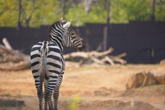 シマウマ　動物の瞳AFが効いた