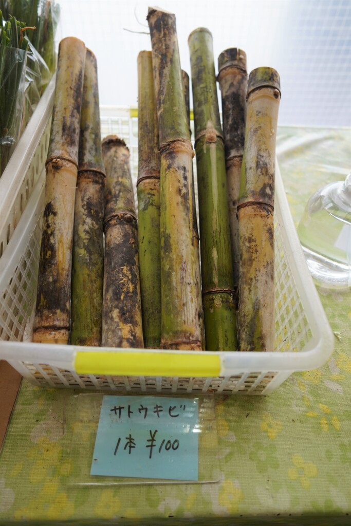 サトウキビ
