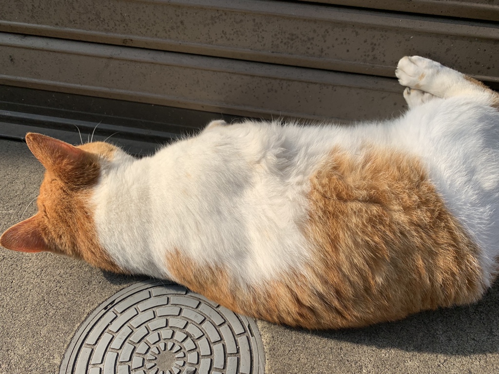 もうあっち向くにゃ