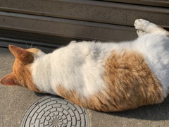 もうあっち向くにゃ