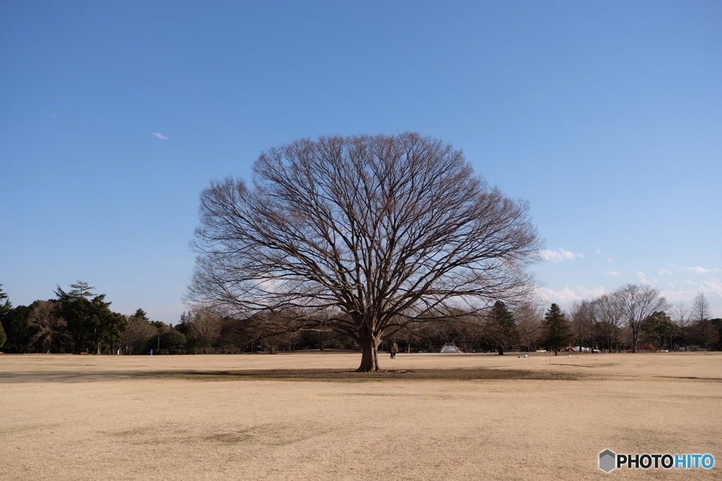 昭和公園 2018