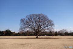 昭和公園 2018