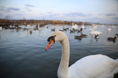 北浦の白鳥のコブです
