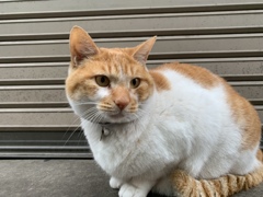 にゃん