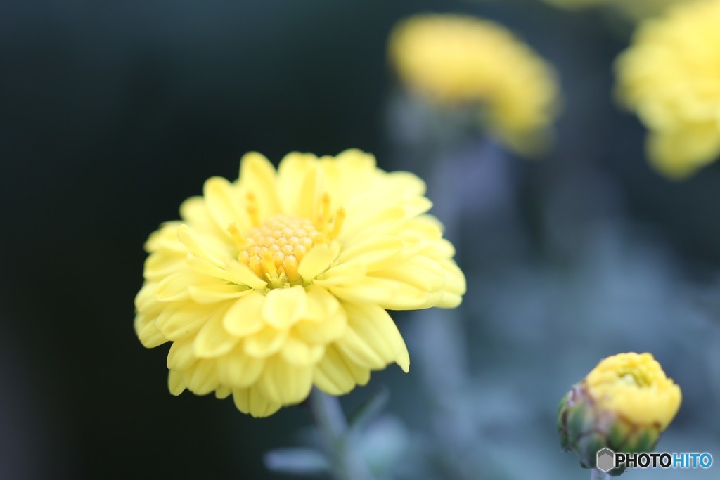 菊
