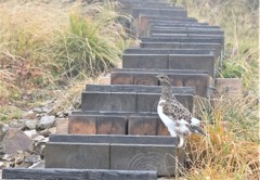 ライチョウも冬衣装に着替え中