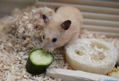 みずみずしいですね。。