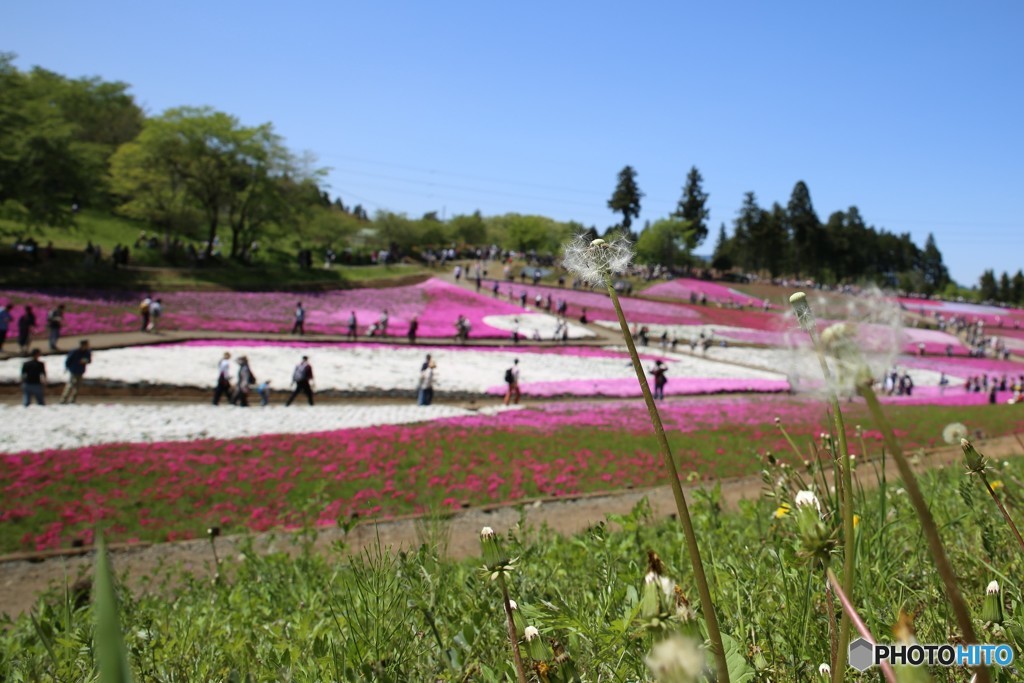 芝桜　羊山公園２