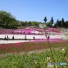 芝桜　羊山公園２