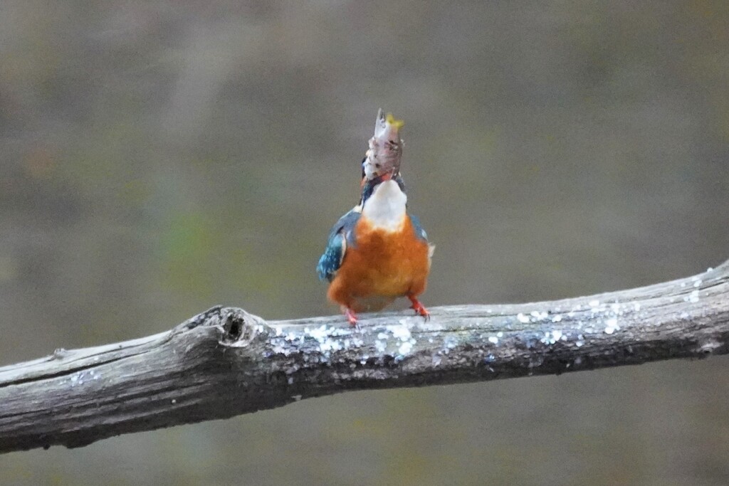 カワセミ　鵜呑み？　カワセミ呑み