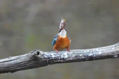 カワセミ　鵜呑み？　カワセミ呑み