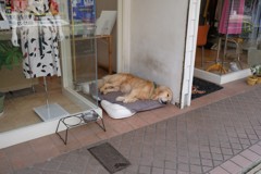 だるい～