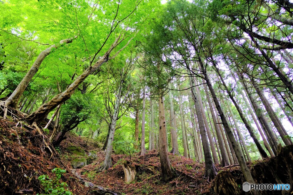大山の緑