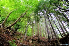 大山の緑