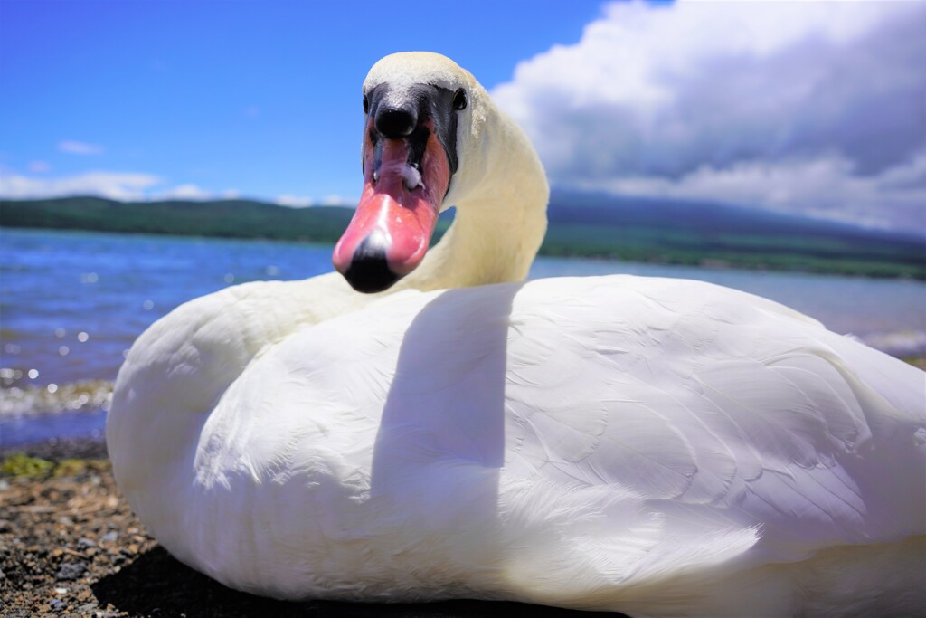 白鳥