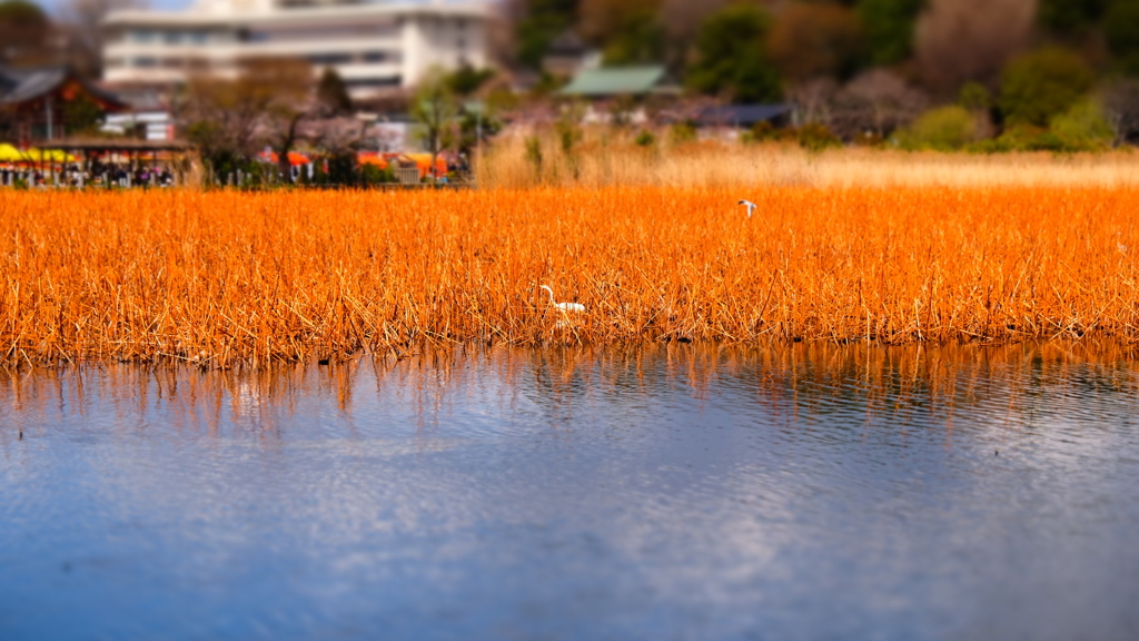 上野　不忍の池
