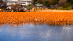 上野　不忍の池