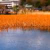 上野　不忍の池