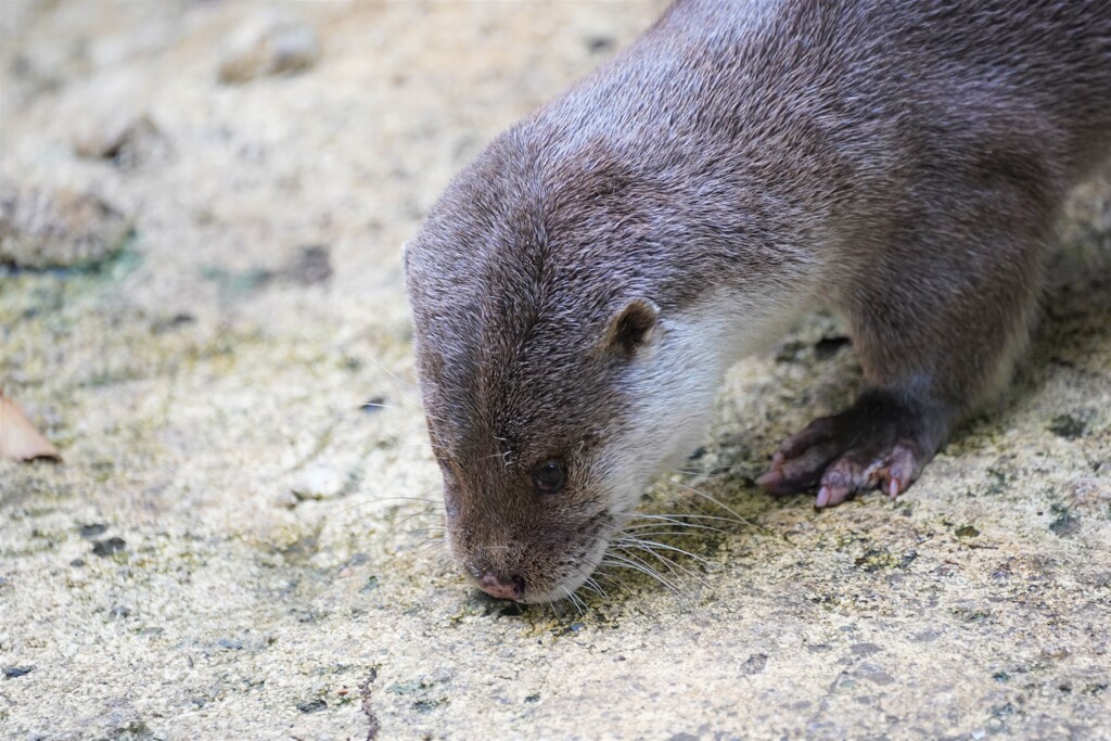 カワウソのウソ