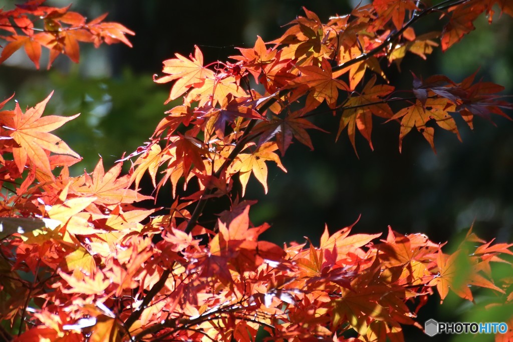 御岳山　紅葉　2017