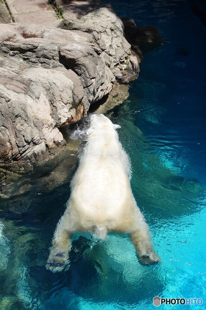 ホッキョクグマの「リラックマ」