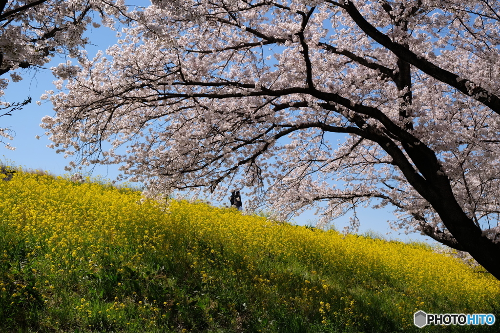 熊谷桜堤