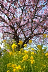 三浦の桜は菜の花とマッチ
