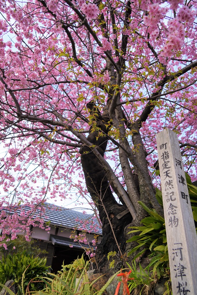 原木きれいでした