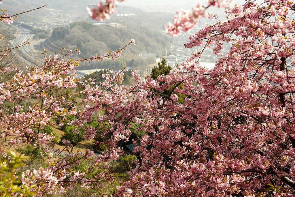 松田山の河津桜