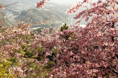 松田山の河津桜