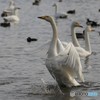 白鳥　2018