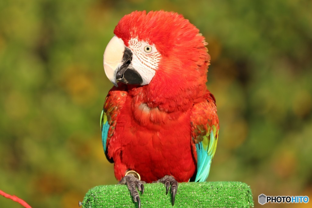 ズーラシア　インコのロゼ