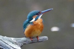 カワセミ