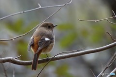 トリ ジョウビタキ