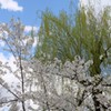 上野動物園さくら