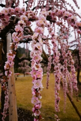 京都