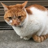 ニューイヤー ニャ〜