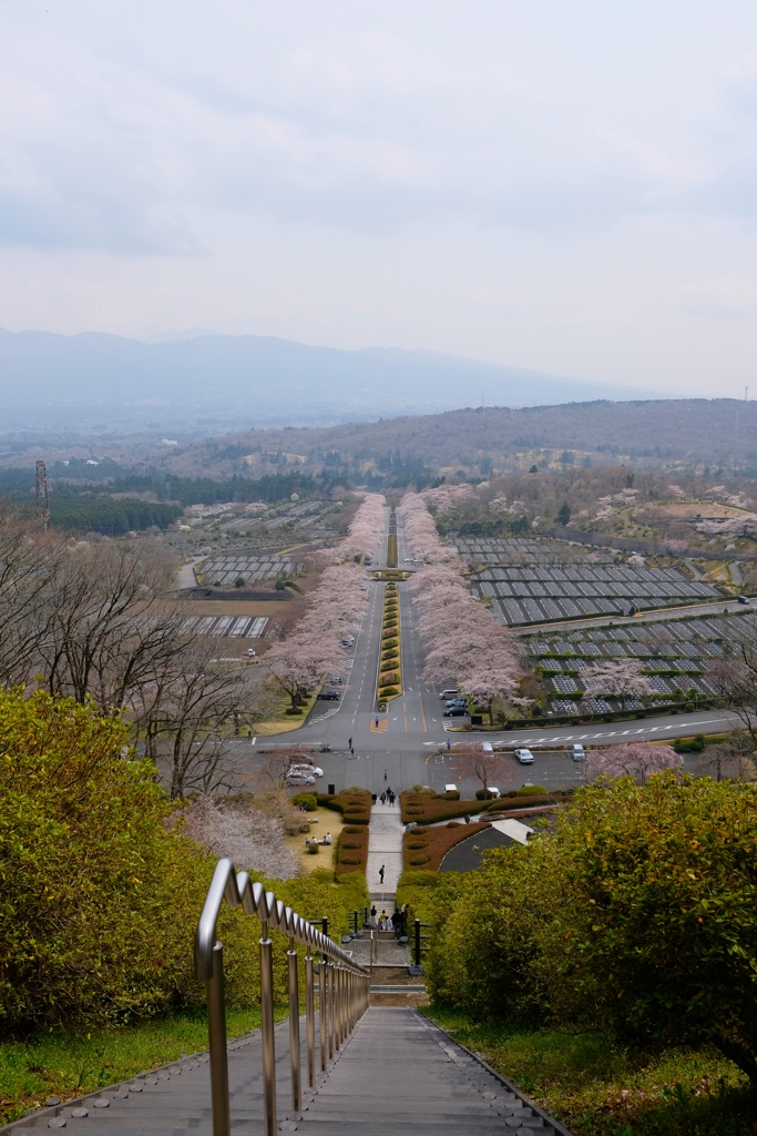 桜並木