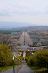 桜並木