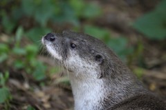 カワウソ
