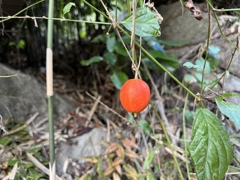 烏瓜