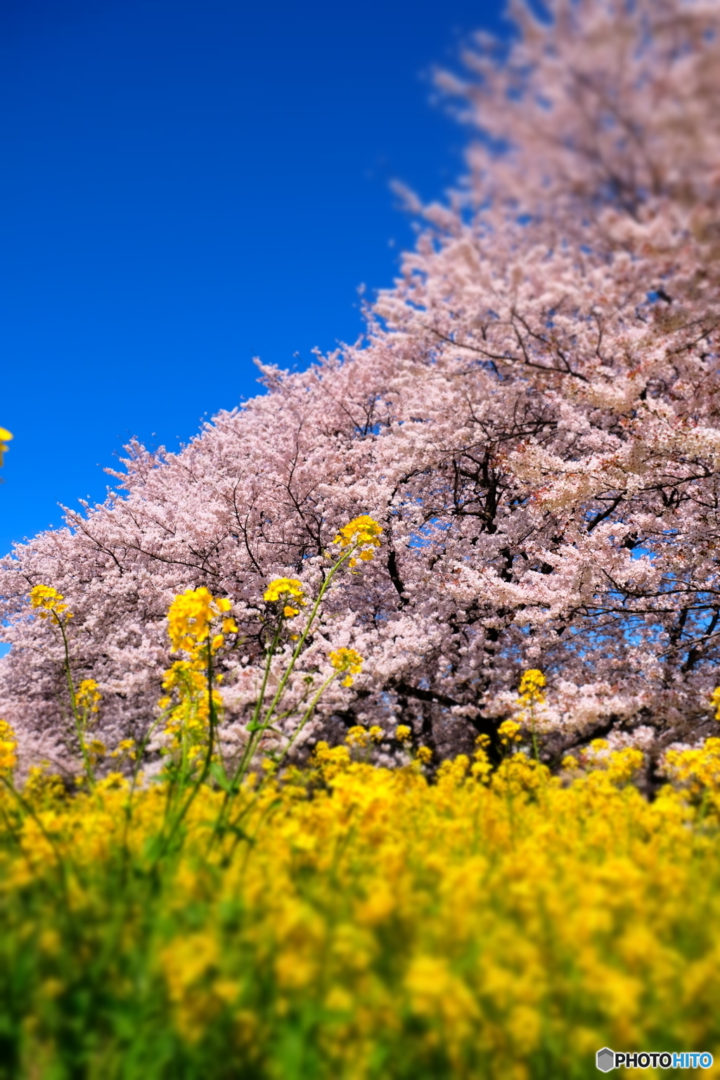 熊谷桜堤