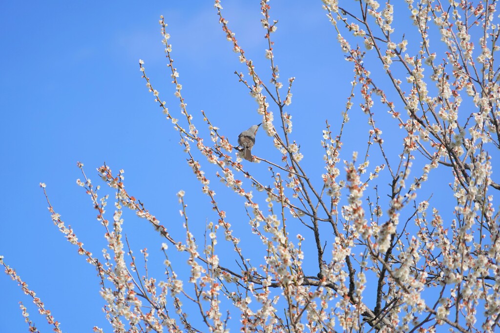 春は梅の密がウメー