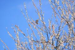 春は梅の密がウメー