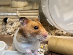 ハムちゃん鼻になんかついてるよ〜