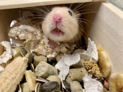 財宝を発見しましたが怖い門番が出てきました