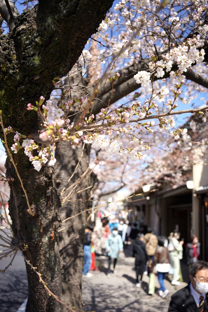 嵐山の桜