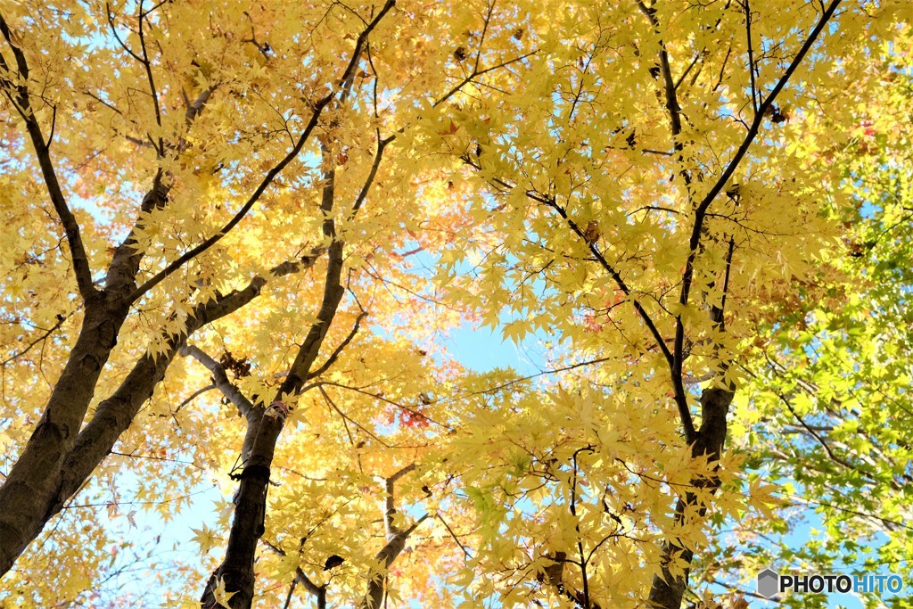 高尾山の紅葉