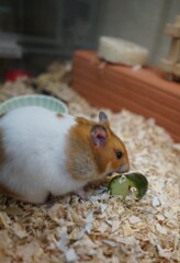 きゅうりが美味しい